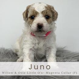 JUNO - Magenta Collar - Parti female Goldendoodle puppy in Watertown, New York from True Friend Doodles
