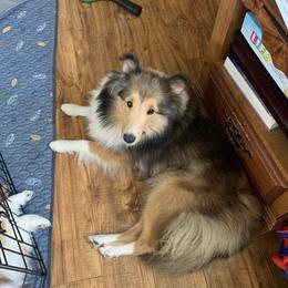 Willow - Shetland Sheepdog