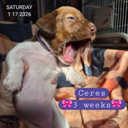 Ceres - Piebald female Dachshund puppy in Harrodsburg, Kentucky from Wayward Home Dachshunds