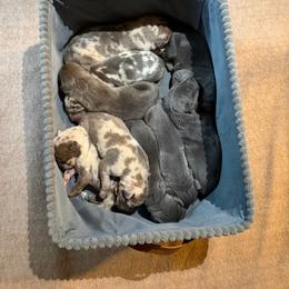 Blue Fawnequin 1 (fawn harlequin) - Harlequin female Great Dane puppy in Kimball, Michigan from Starlight Danes