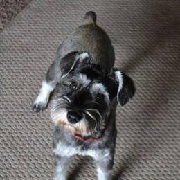 Misty - Miniature Schnauzer