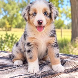 Kenai - Blue Merle Female, Blue Eyes - Blue merle female Australian Shepherd puppy in Hugo, Colorado from Frying Pan Ranch Australian Shepherds