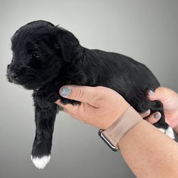 Great Dane and Miniature Schnauzer Puppies from Dog in Mind Danes