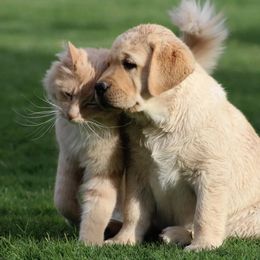 Labrador Retriever Puppies from High Roller Labradors