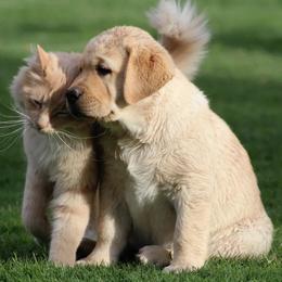 Labrador Retriever Puppies from High Roller Labradors