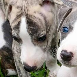 Akita and Whippets from Crossway Akitas & Whippets