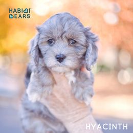 Cavapoo, Cavapoochon, and Companion Cross Puppies from Habibi Bears