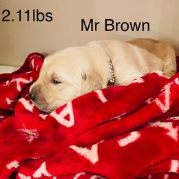 Boy 3 - Golden male Golden Retriever puppy in Carmichael, California from Sadie Lane Family Goldens