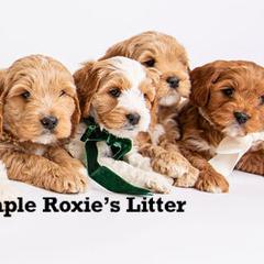Australian Labradoodle Puppies from Sweet Maple Labradoodles, LLC