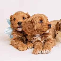 Australian Labradoodle Puppies from Sweet Maple Labradoodles, LLC