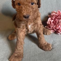 Goldendoodle Puppies from Aimee Schamback