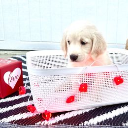 Goldendoodle Puppies from Sweetgrass Goldendoodles of Moncks Corner