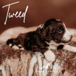 Tweed - Brown male Bernedoodle puppy in Grants Pass, Oregon from Royal Empire Bernedoodles