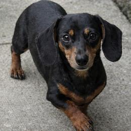 Pepper - Dachshund
