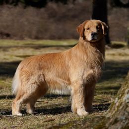 Golden Retrievers and Shih Tzus from The Ohana Paws