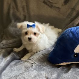 Maltese Puppies from California AKC Maltese