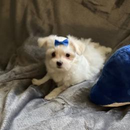 Maltese Puppies from California AKC Maltese