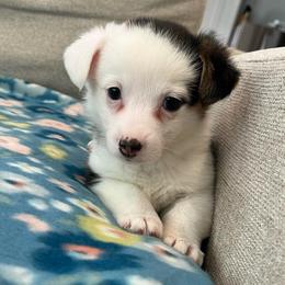 Flurry - Black and tan female Pembroke Welsh Corgi puppy in Waco, Texas from The Comma Corgis