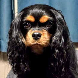 Ann - Cavalier King Charles Spaniel