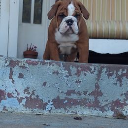 Bulldog Puppies from Flobama English Bulldogs