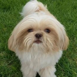 Tribble - Shih Tzu