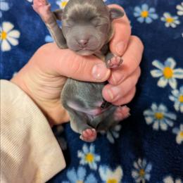 Reeko - Silver and white male Chihuahua puppy in Amity, Pennsylvania from Baxters Chihuahuas