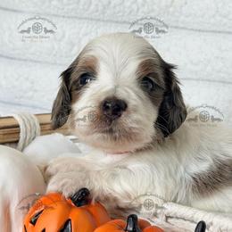 Mr. Red-3800 - Dapple male Dachshund puppy in Sparr, Florida from From the Heart Doxies