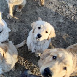 Golden Retriever Puppies from OPK Goldens