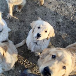 Golden Retriever Puppies from OPK Goldens