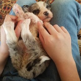 Aussiedoodle Puppies from My Classy Doodles