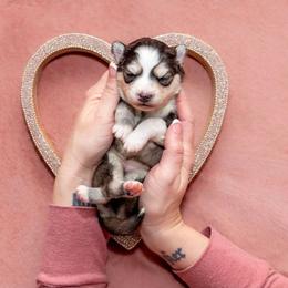 Mira - Tri-color female Pomsky puppy in Sumter, South Carolina from Emerald Skies Pomskies