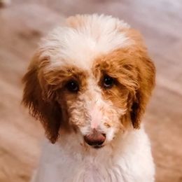 Poodles from Creel Family Homestead Poodles
