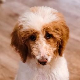 Poodles from Creel Family Homestead Poodles