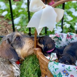 Dachshund Puppies from Vom Dörnerstein