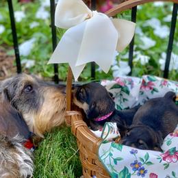 Dachshund Puppies from Vom Dörnerstein