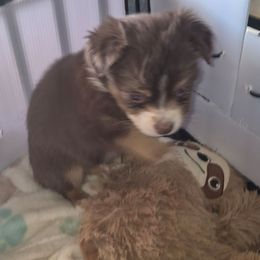 Rhett - Red tri male Toy Australian Shepherd puppy in Madisonville, Tennessee from LaRose Farm & Kennels