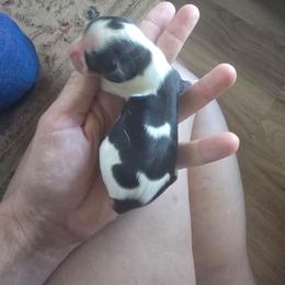 Tri female puzzle piece - Tri-color female Cavalier King Charles Spaniel puppy in Wimberley, Texas from Amazing AKC Puppies