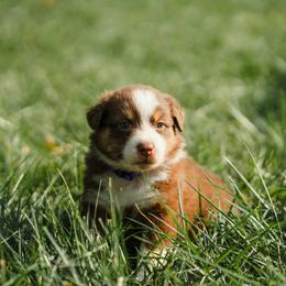 Girl 1 - female Australian Shepherd puppy in Albany, Indiana from Hughes Heritage Aussies
