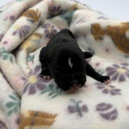 Female 2 - Black and white female Staffordshire Bull Terrier puppy in Lakeland, Florida from Blueline Staffords