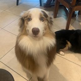 Miniature Australian Shepherds from Venise Mini Aussi Cuddles