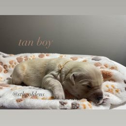 Golden Retriever Puppies from Sweeter Than Honey Golden Retrievers, LLC.