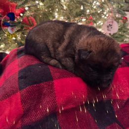 STAR - Sable female German Shepherd puppy in Coats, North Carolina from T'S SHEPHERDS