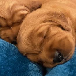 Golden Retrievers from Golden Peak Retrievers