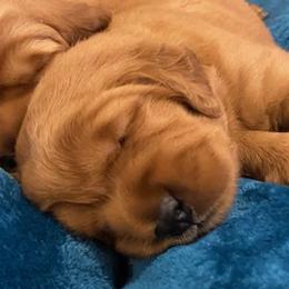 Golden Retrievers from Golden Peak Retrievers