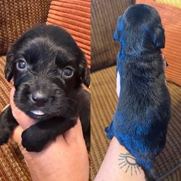 Black - Black female English Cocker Spaniel puppy in Millen, Georgia from Pine Hill Kennels