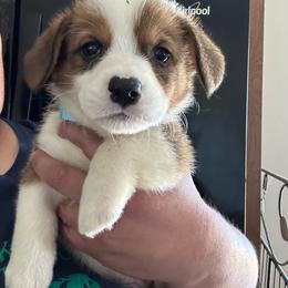 Iceman - White and red male Pembroke Welsh Corgi puppy in Rochester, New York from Tnt Yorkies and Cosmic corgis