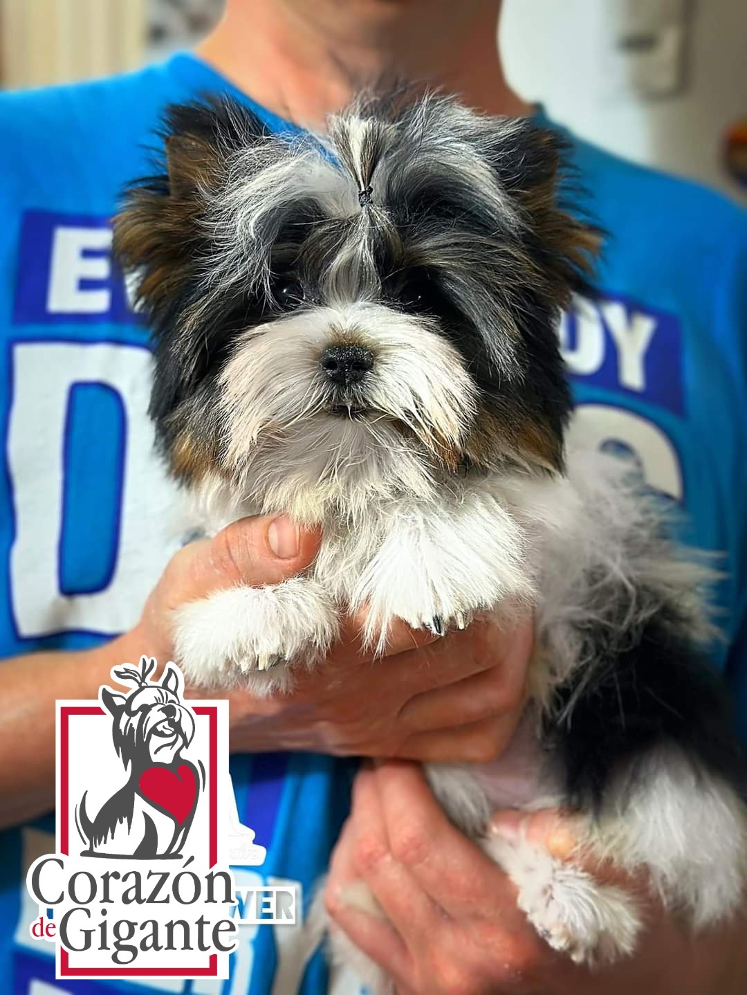 Biewer Terrier and Yorkshire Terrier Puppies from Corazón de gigante
