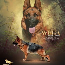 Vega - German Shepherd