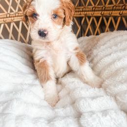 Girl 1 - Red female Bernedoodle puppy in Brookville, Pennsylvania from Woodland Mountain Doodles