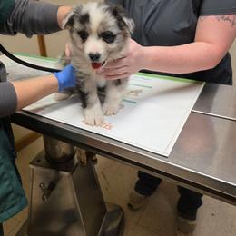 Landon - Blue merle male Miniature Australian Shepherd puppy in Leonard, Texas from Tin Roof Aussies